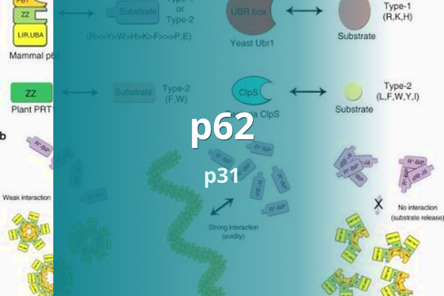 p62 p31